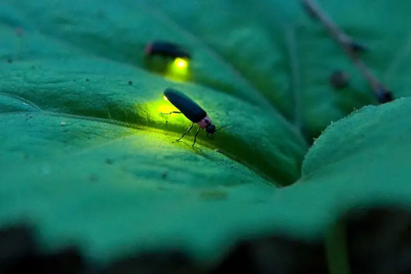 Amazon Glow Flies