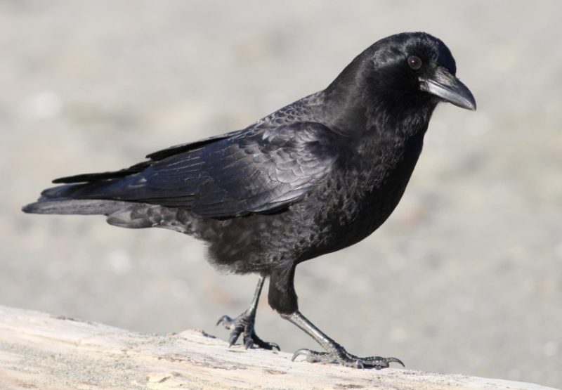 american-crow-800x555-1-1 Common Birds in Indiana