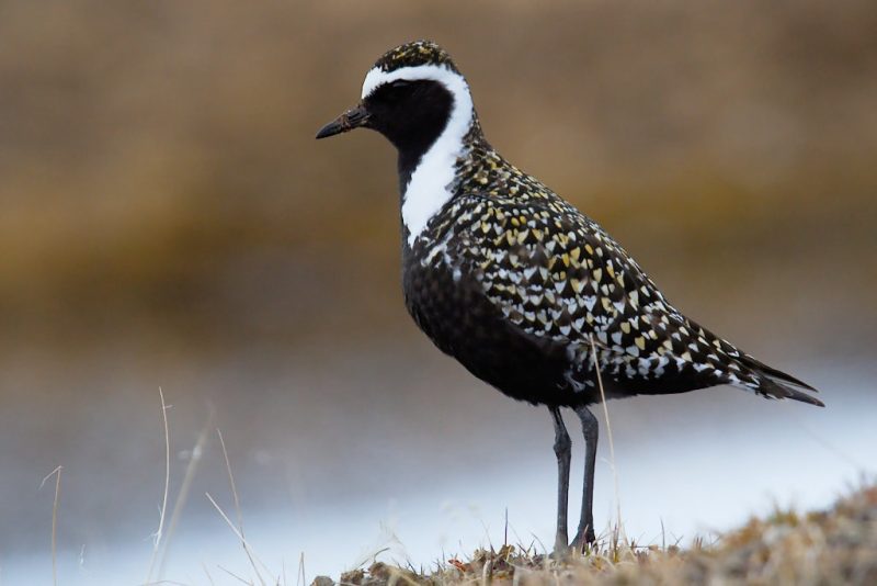 american-golden-plover-pluvialis-dominica-800x534-2 7 Types of Plovers in Michigan