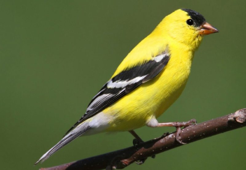 american-goldfinch-1-800x554-2 bird with yellow belly in Texas