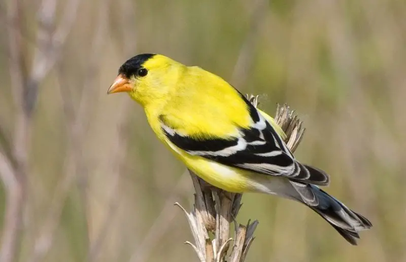 american-goldfinch-800x517-1 Common Birds in Pennsylvania