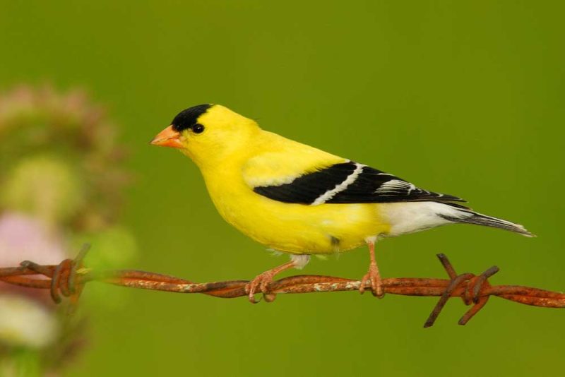 Backyard Birds in Connecticut