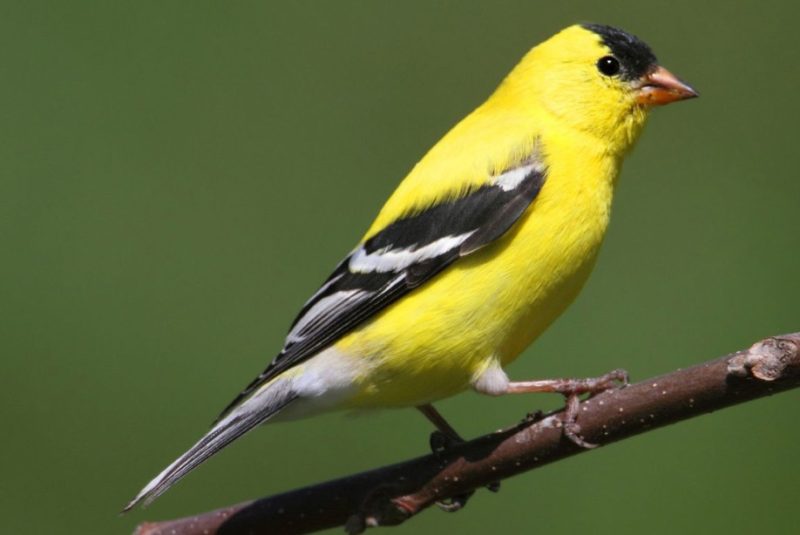 Common Birds in Indiana​