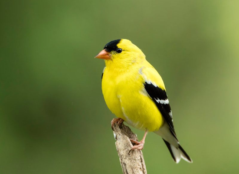 Common Birds in Oklahoma