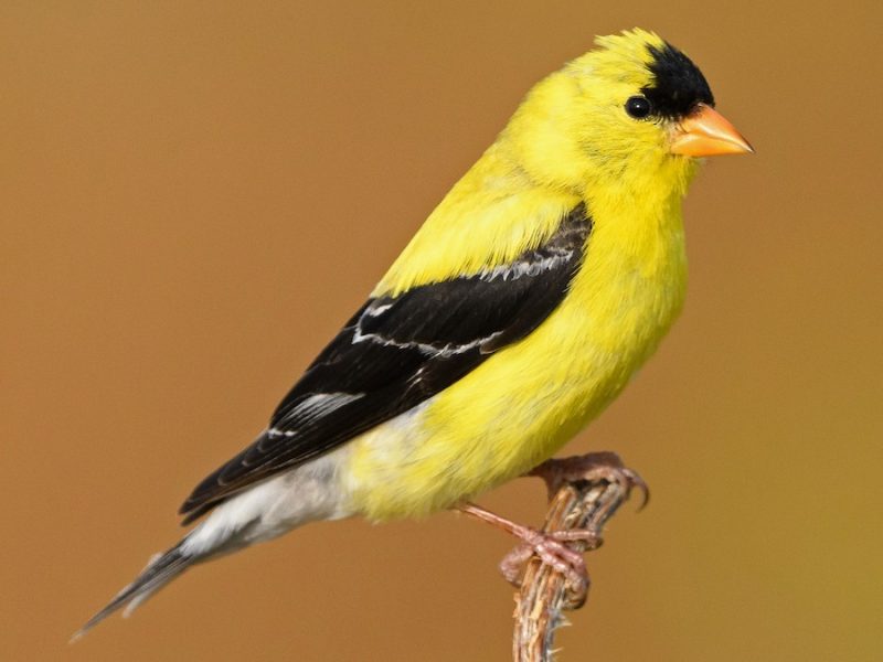 american-goldfinch-spinus-tristis-800x600-1-1 Backyard Birds in South Carolina