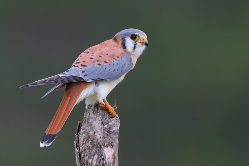american-kestrel-800x533-1-3 Common Birds in Indiana