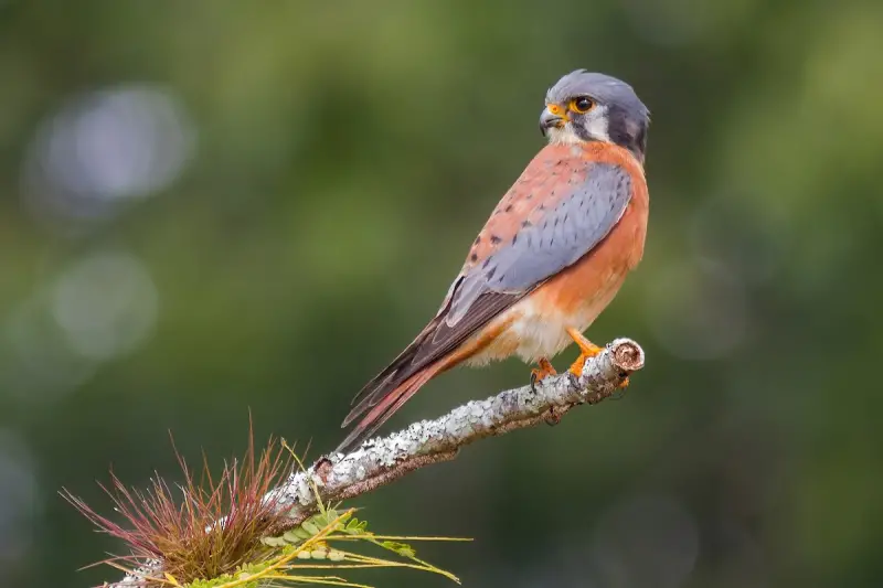 american-kestrel-falco-sparverius-800x533-1-1 Birds of Prey in Texas