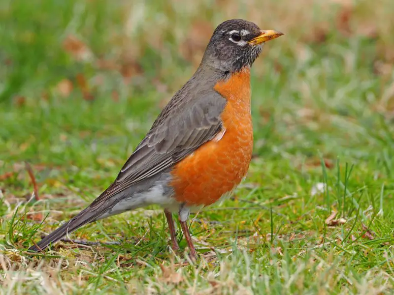 Common Birds in Oregon