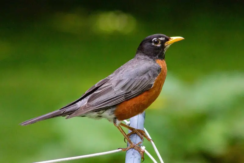 Common Birds in Iowa