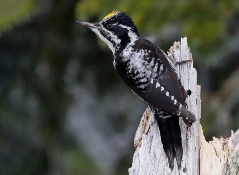 Woodpeckers in Utah