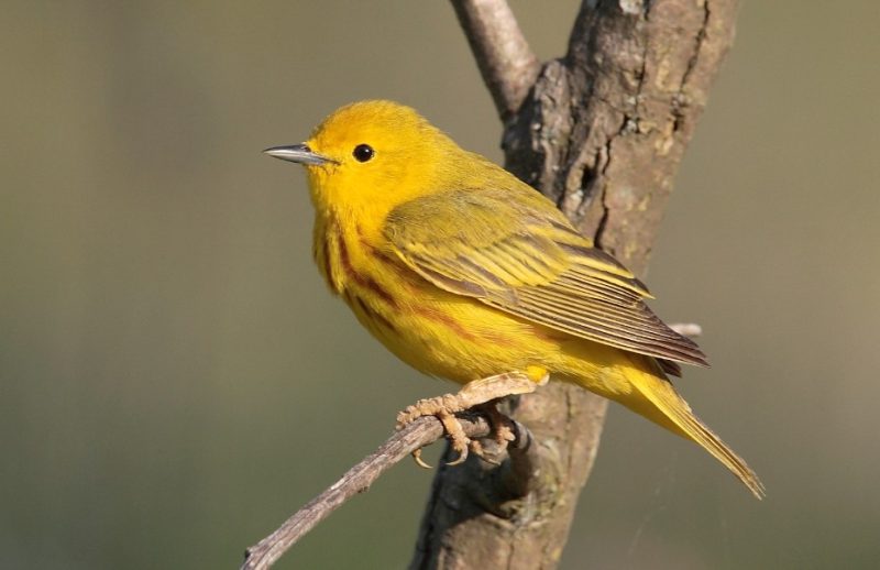 american-yellow-warbler-800x518-1 bird with yellow belly in Texas