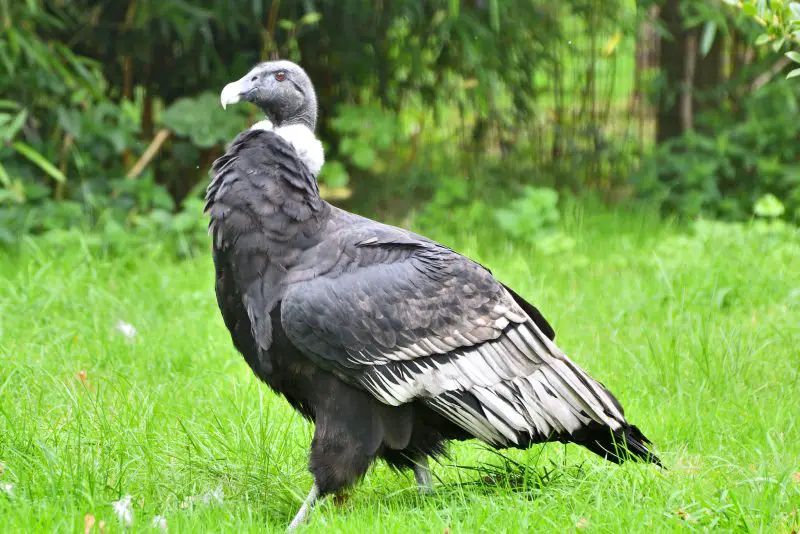 Biggest Birds in the World That Can Fly