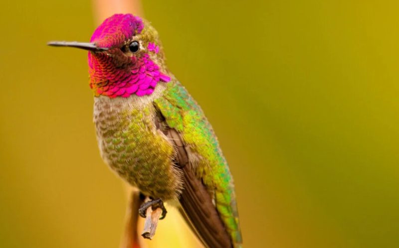 Hummingbirds in Mississippi