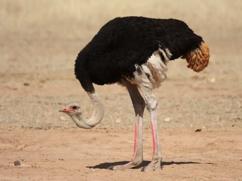 The 8 Different Types of Ostriches