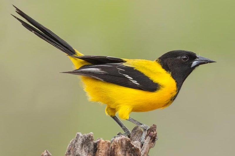 audubons-oriole-800x530-1 Birds with Yellow Bellies in Texas
