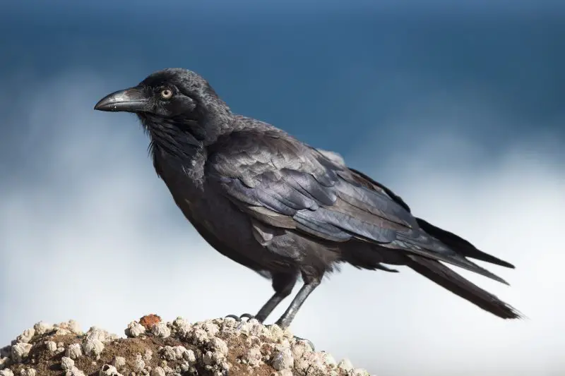 Australian Raven (Corvus coronoides)