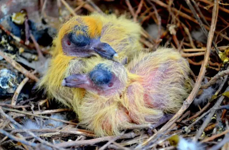 baby pigeon