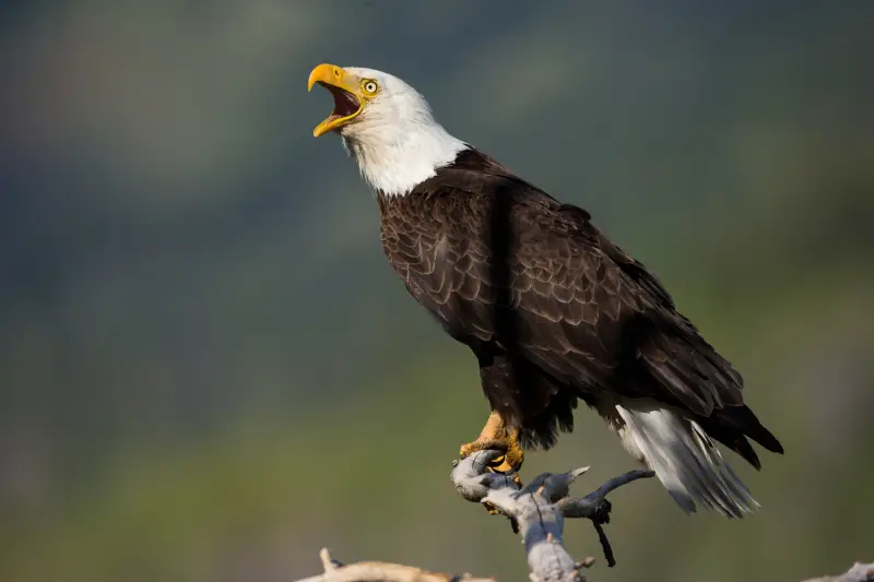 bald-eagles-800x533-1-1 Birds of Prey in Texas