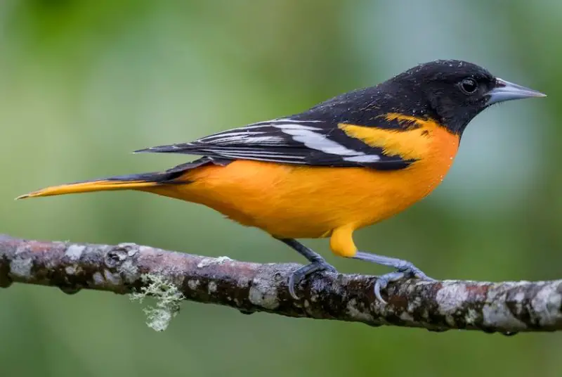 baltimore-oriole-800x536-1-2 Common Birds in Indiana