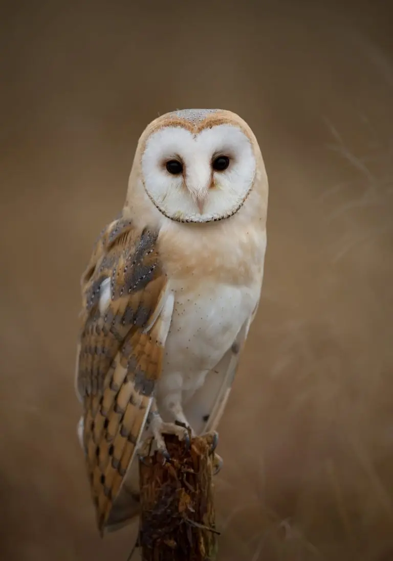 barn-owl-768x1097-1-1 barn owl
