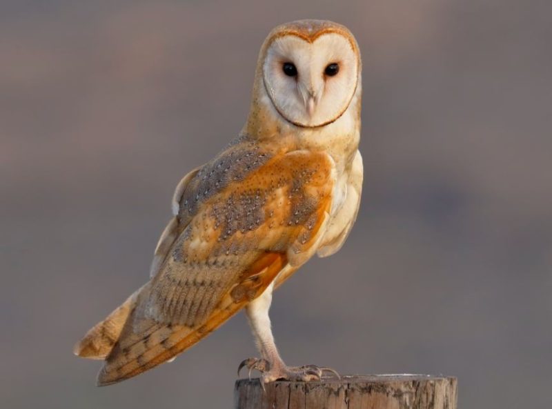 barn-owl-800x593-1 Birds of Prey in Texas