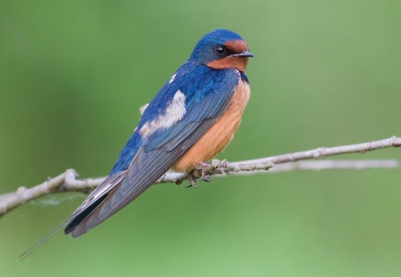 barn-swallow-800x553-1-5 Common Birds in Pennsylvania