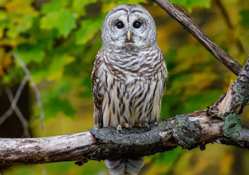 barred-owl-800x565-1-1 Birds of Prey in Texas