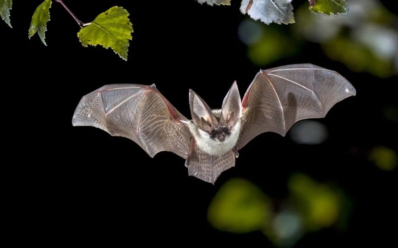 bats-800x499-2 18 Fascinating Characteristics of Bats
