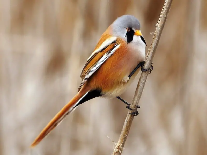 Bearded Tit