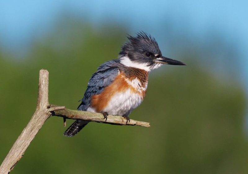 Common Birds in Oklahoma