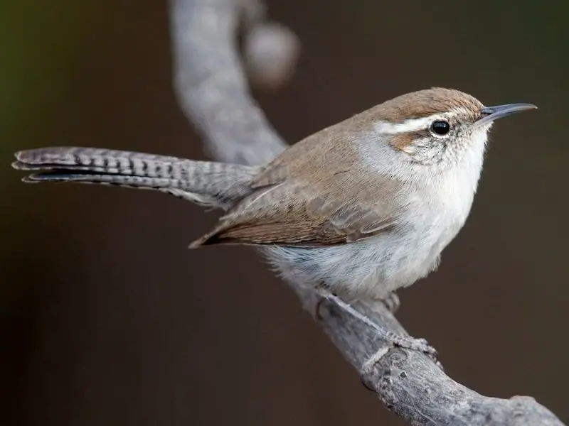 Wrens in Illinois