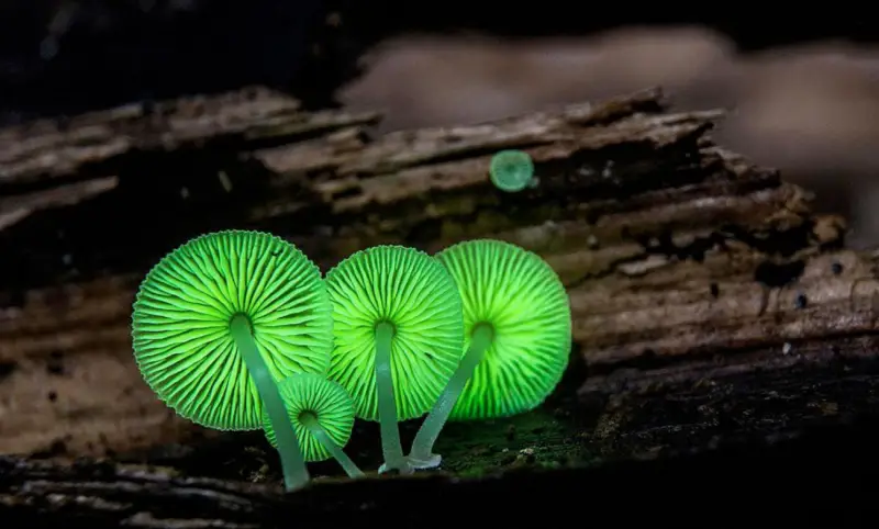 Bioluminescent Fungi That Respond to Humidity Levels