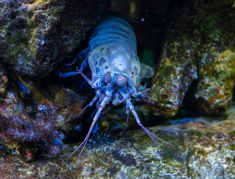 Bioluminescent Shrimp Found in Foggy Mangrove Streams