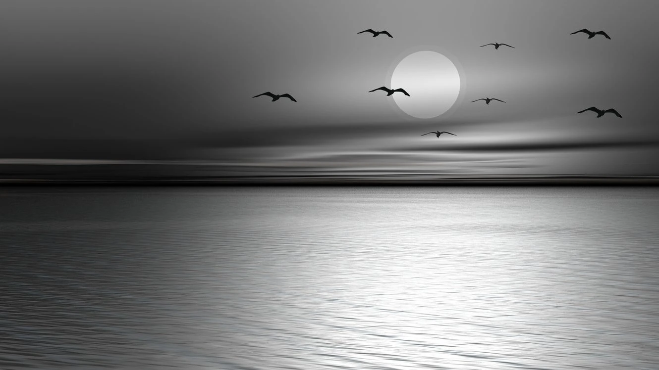 birds-flying-night-edited-1-1 Bird Flying at night