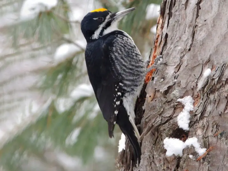 Woodpeckers in Utah