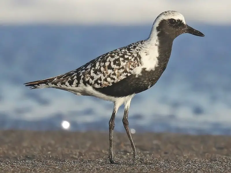 black-bellied-plover-pluvialis-squatarola-800x600-1 7 Types of Plovers in Michigan
