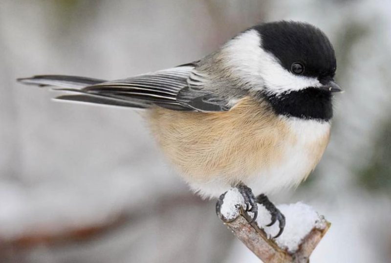 Common Birds in Iowa