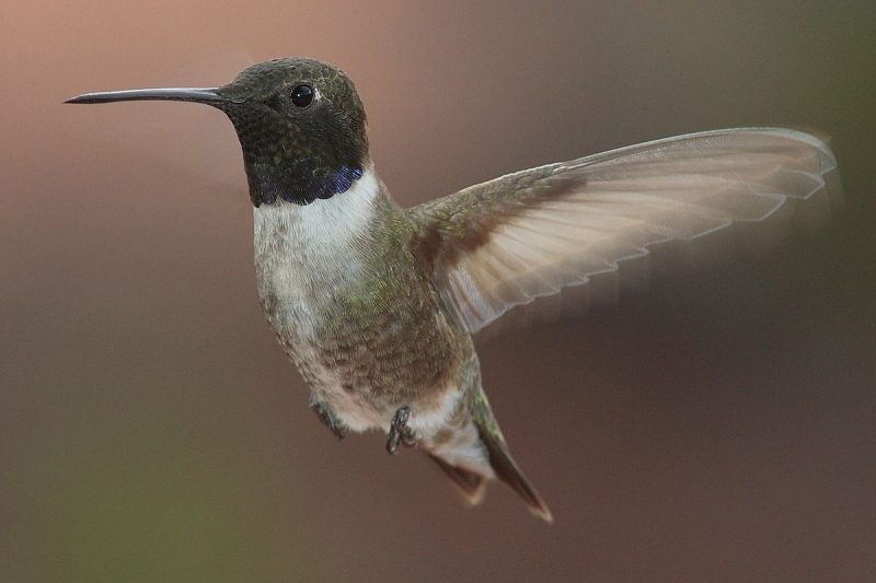 Hummingbirds in Illinois