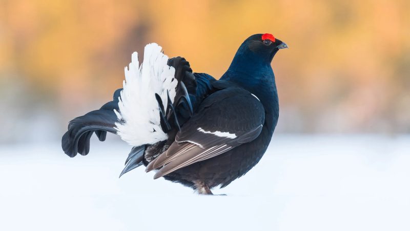 black-grouse-800x450-2 Black Grouse