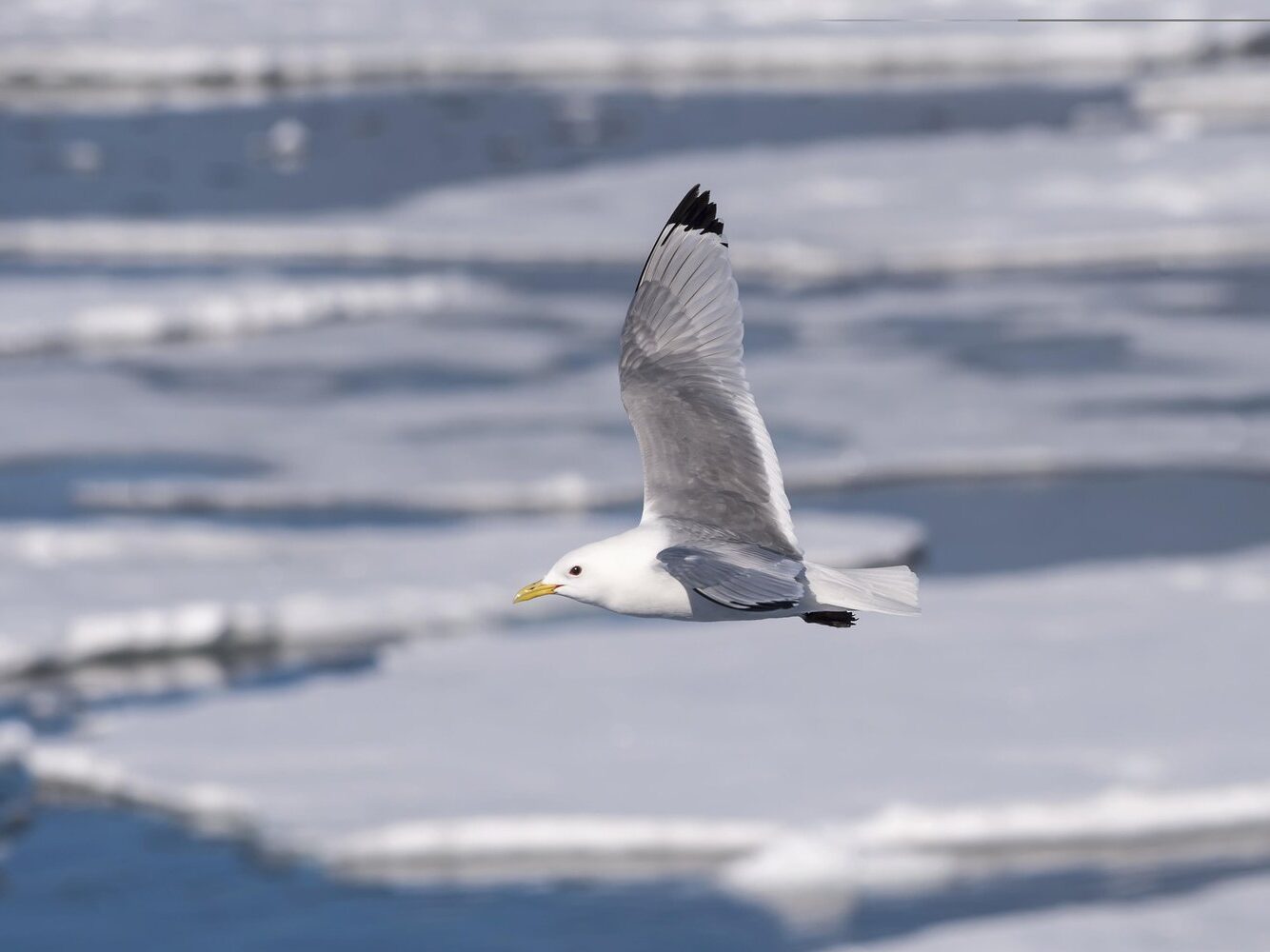 black-legged-kittiwake-breeding-adult-in-flight-showing-black-wingtips-edited Black-legged Kittiwake Breeding Adult in Flight (Showing black wingtips)