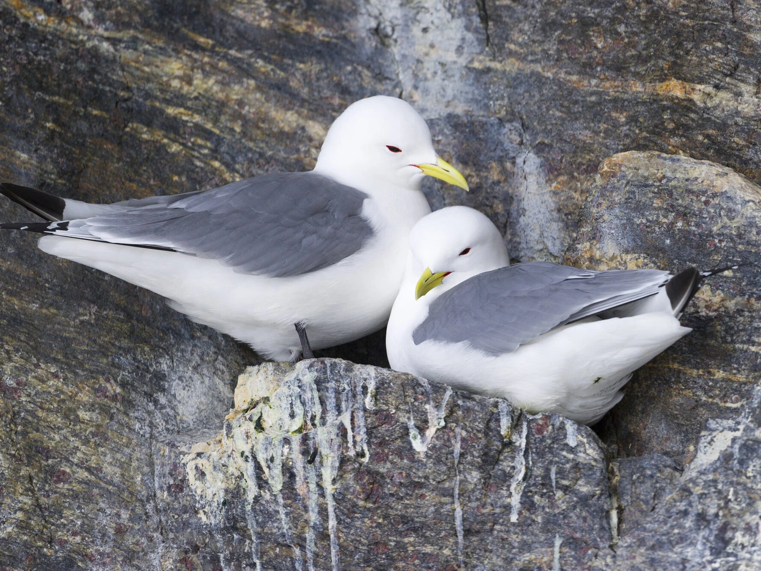 Black-legged Kittiwake Breeding Adults