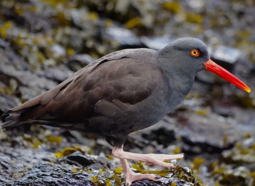 Black Birds with Long Beaks in California