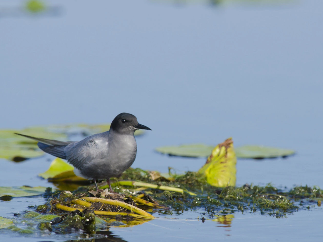 Black Tern Breeding Adult