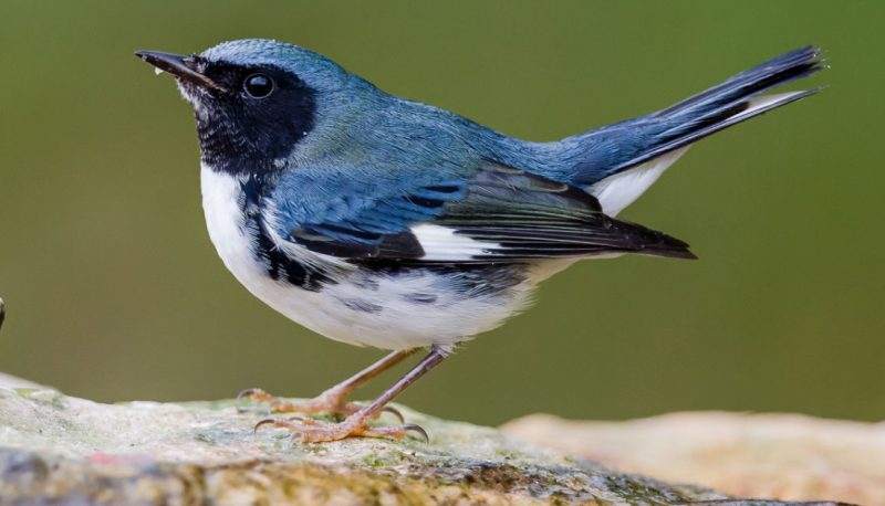 black-throated-blue-warbler-800x458-1 Blue Birds in Indiana