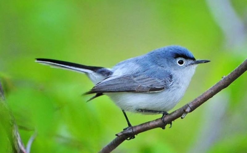 blue-gray-gnatcatcher-800x495-1-1 Blue Birds in Indiana