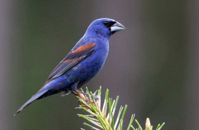 blue-grosbeak-800x521-1 Blue Birds in Indiana