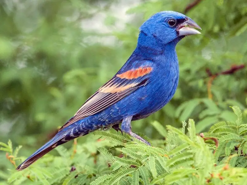 blue-grosbeak-passerina-caerulea-800x600-1-1 Blue Birds in New Jersey