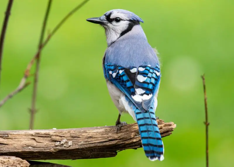 Common Birds in Oklahoma