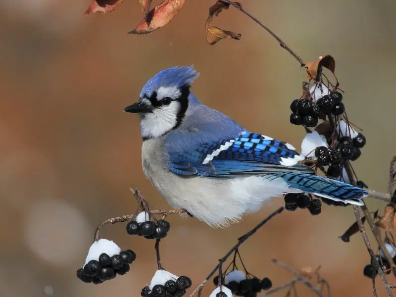 blue-jay-800x600-1 Blue Birds in New Jersey
