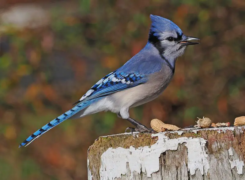 blue-jay-cyanocitta-cristata-800x589-1-1 Common Birds in Indiana